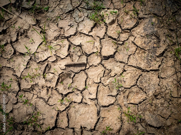 Fototapeta due to drought the soil is fissured and torn and forms a pattern