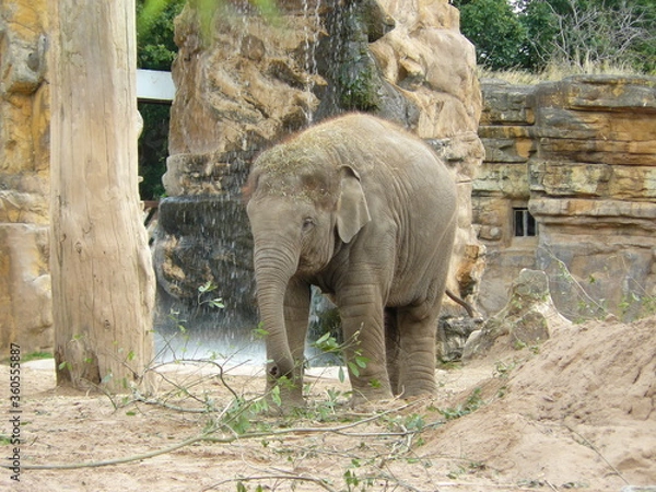 Obraz baby elephant eating