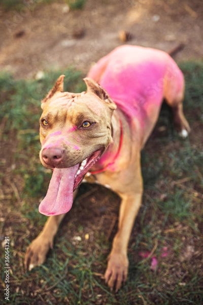 Fototapeta pitbull in paints holy  happy dog 