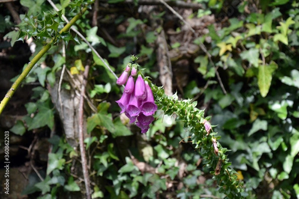 Fototapeta Fleur