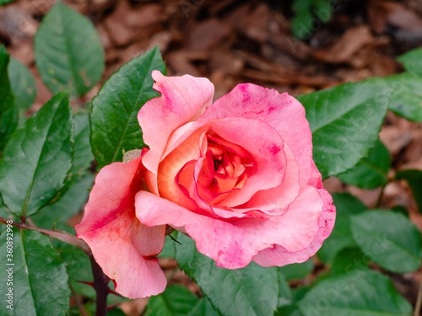 Fototapeta Rose cultivation in the garden