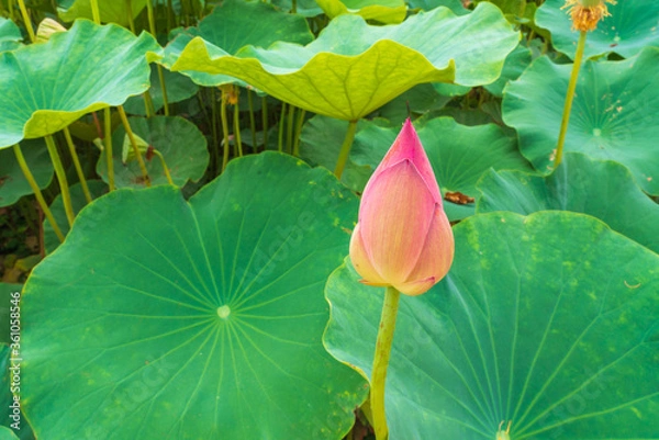 Obraz lotus flower in the pond