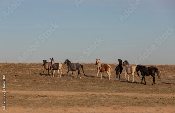 Fototapeta Herd of Wild Horses in the Utah Desert