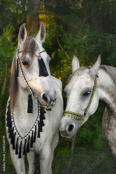 Fototapeta Portrait of an Arabian horse on a background of green forest