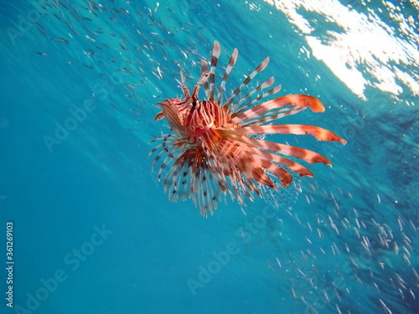 Fototapeta Lion Fish in the Red Sea

