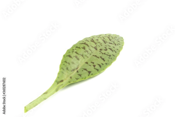 Fototapeta Tiger pattern Kalanchoe leaves isolated on a white background.