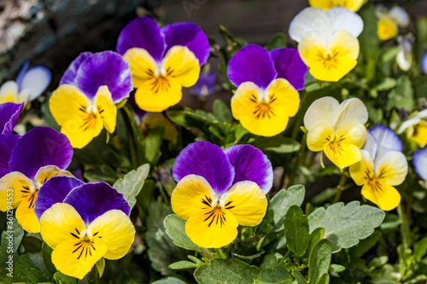 Fototapeta Heartsease (Viola tricolor) in garden