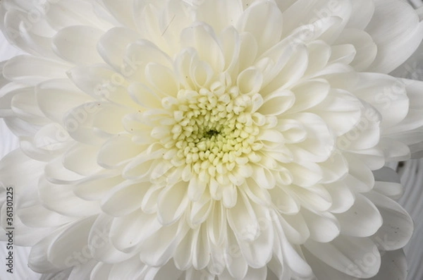 Fototapeta White flower aster macro