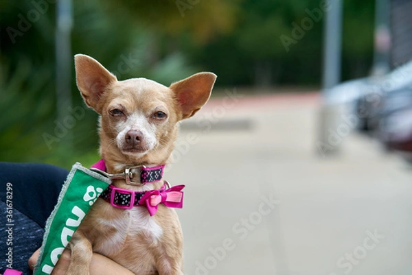 Fototapeta Small dog squinting while being held by owner