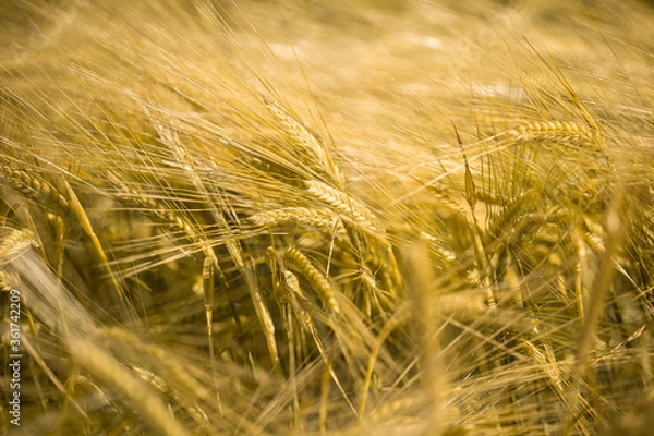 Fototapeta Ripe wheat at sunset. Landscape.