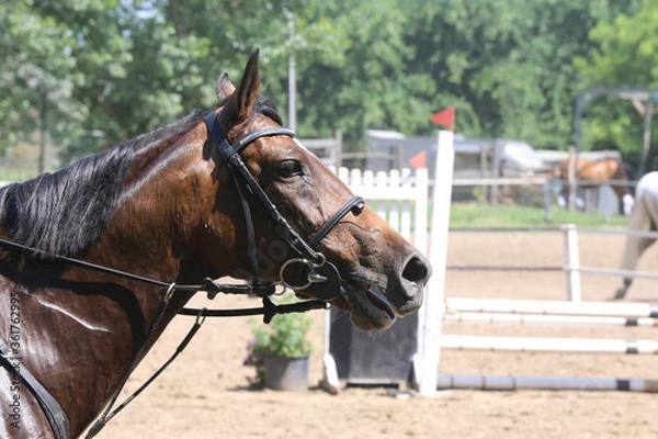 Fototapeta Head of a jumper horse against natural background of contest