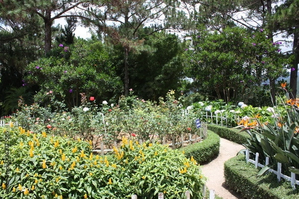 Fototapeta garden with flowers