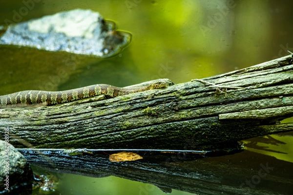 Obraz Water Snake in Virginia