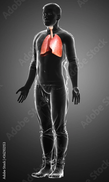 Fototapeta 3d rendered, medically accurate illustration of a male lung anatomy