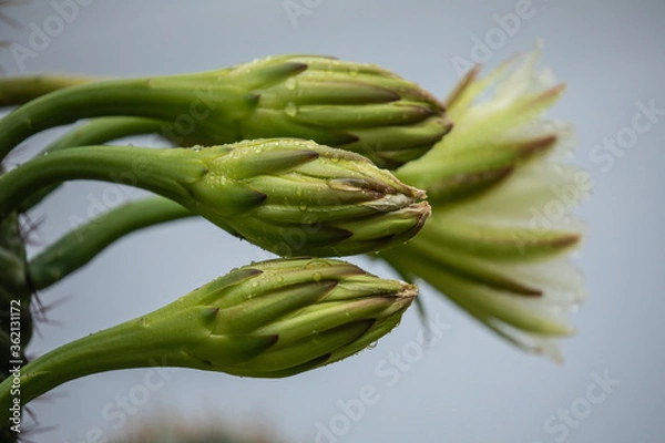 Obraz cactus flowers