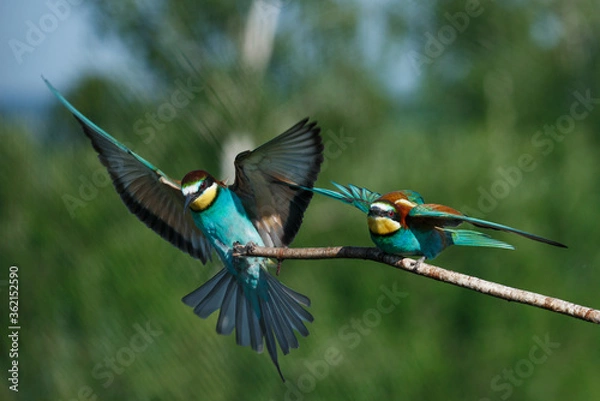 Fototapeta European Bee-eater comes in to land on a branch with another bee-eater