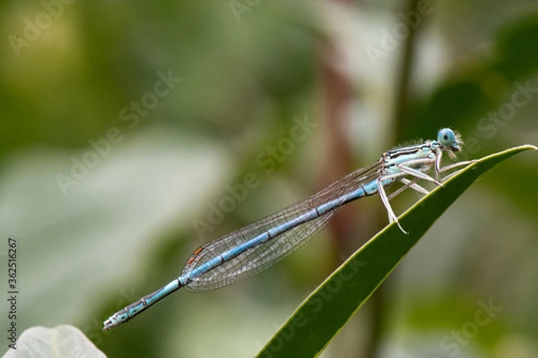 Fototapeta libellule -  Agrion à larges pattes