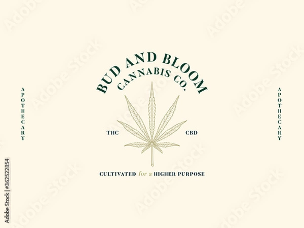 Fototapeta Sativa brown leaf bud and bloom vector graphic design dark green on cream color background