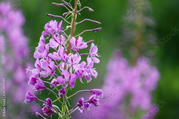 Fototapeta Pink flowers of Willow-herb (Ivan tea, fireweed) in a summer field