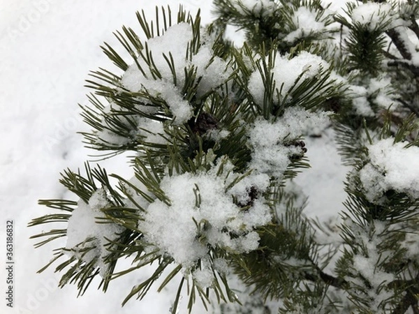 Fototapeta Pine branches in the snow. Long green needles of evergreen tree in winter. Wet snow