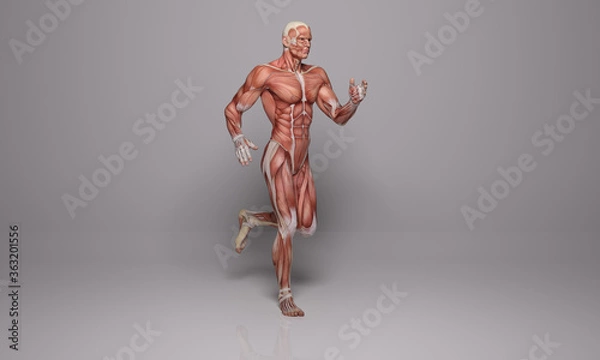 Fototapeta 3D Rendering : a running male character with muscle tissues display