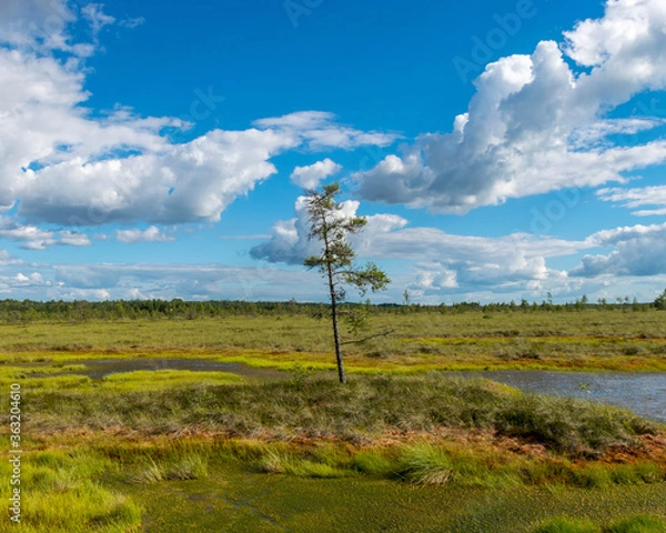 Fototapeta summer landscape from the swamp, white cumulus clouds reflect in the dark swamp water. Bright green bog grass and small bog pines on the shore of the lake. Nigula bog, Estonia.