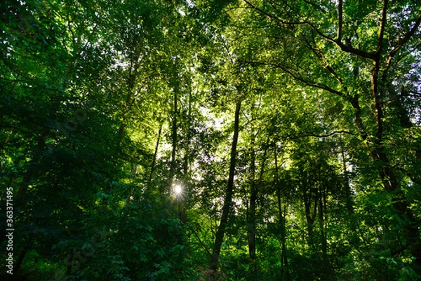 Fototapeta Foliage against the sunlight, in a park