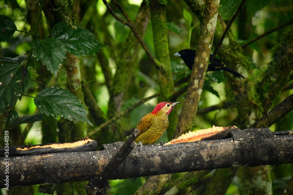 Fototapeta Carpintero localizado en bosque nublado, Mindo - Ecuador