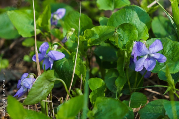 Fototapeta Forest violet with purple flowers in a clearing in the spring forest.