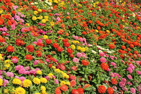 Fototapeta Colorful zinnia flowers blooming in mid summer