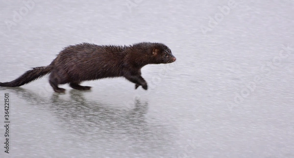 Fototapeta Mink hunts in a frozen pond in winter