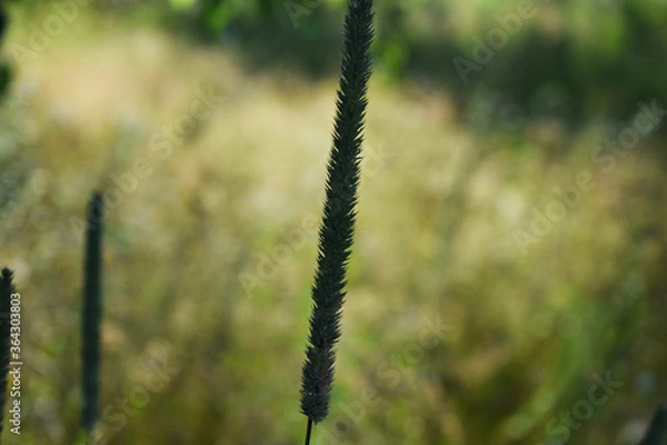 Fototapeta contrasting photo of a plant - Timofeevka