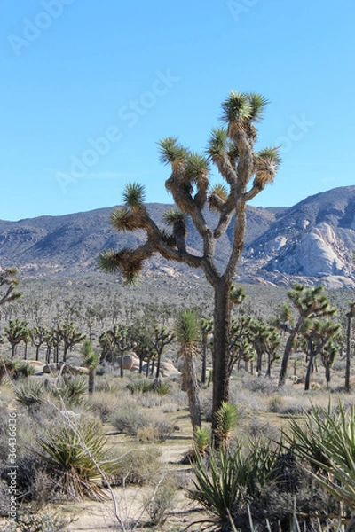 Fototapeta View along barker dam trail in Joshua Tree National Park, California