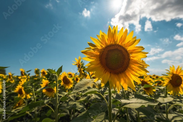 Obraz Sunflowers landscape with sunlight