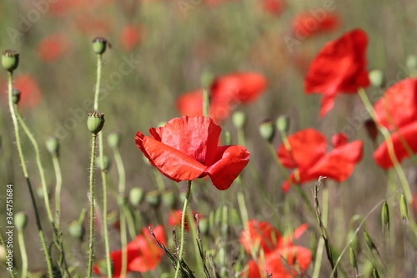 Fototapeta Carpet of red tall poppies blowing in the wind 