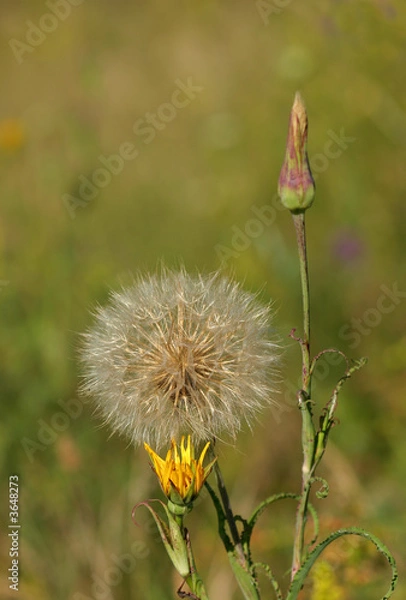 Fototapeta past one's prime dandelion and yellow flower