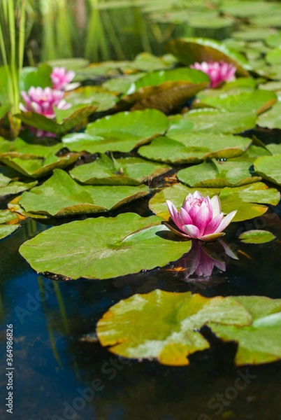 Fototapeta Pink water lilies on water. White and pink flowers with big green leaves floating in the lake.