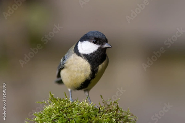 Fototapeta Great Tit