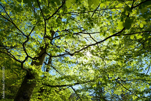 Fototapeta European Beech or Common Beech forest, Saja-Besaya Natural Park, Cantabria, Spain, Europe