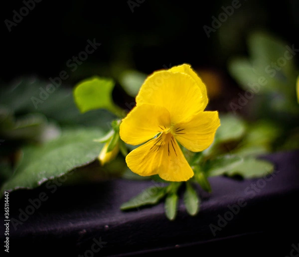 Fototapeta yellow flower on black background