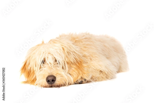 Fototapeta Golden Doodle dog