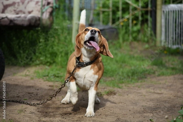 Fototapeta beagle dog sitting on a bench