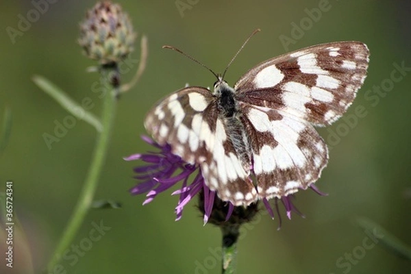 Obraz Butterfly on a flower in Bakony