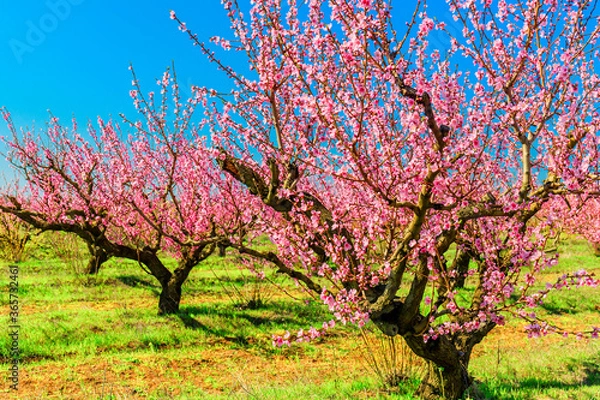 Fototapeta Old flowering peach trees in the garden against the backdrop of green grass and blue sky. Spring landscape.