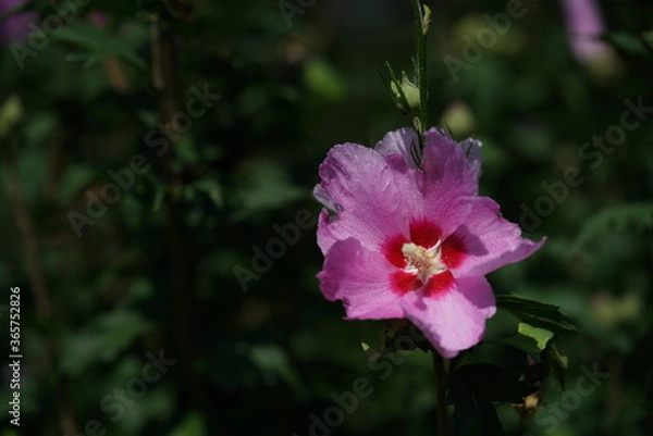 Fototapeta Light Pink Flower of Rose of Sharon in Full Bloom