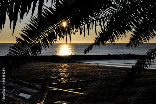 Fototapeta sunset on the ocean seen from behind the palms