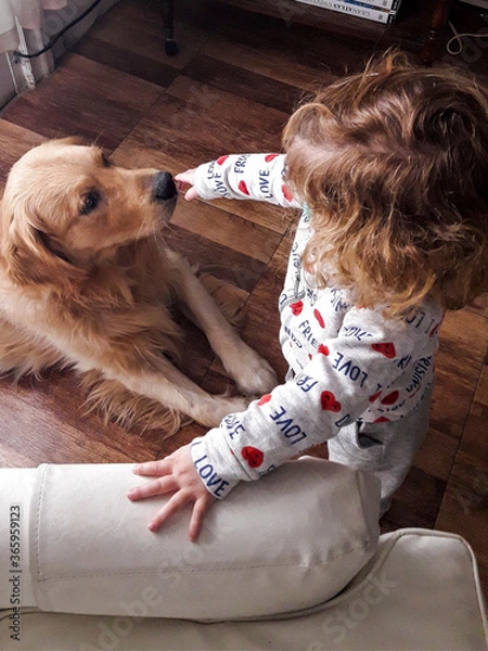 Fototapeta A little girl touching a golden retriever's nose