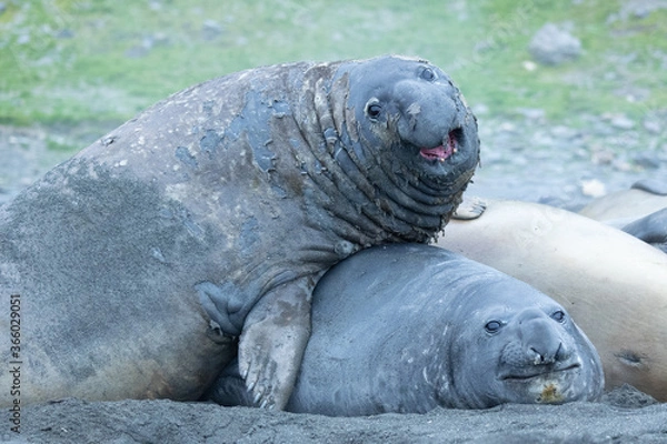 Obraz Elephant Seals at King penguin colony at St Andrews Bay, South Georgia