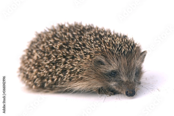 Fototapeta hedgehog isolated on white background