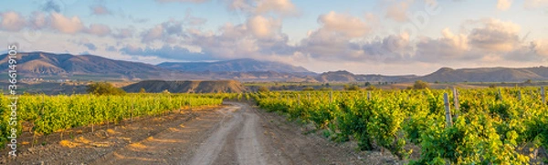 Fototapeta Vineyards